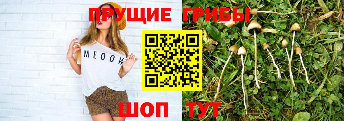 Псилоцибиновые грибы Psilocybe  Псилоцибиновые грибы Psilocybe  Менделеевск  Вход с VPN 